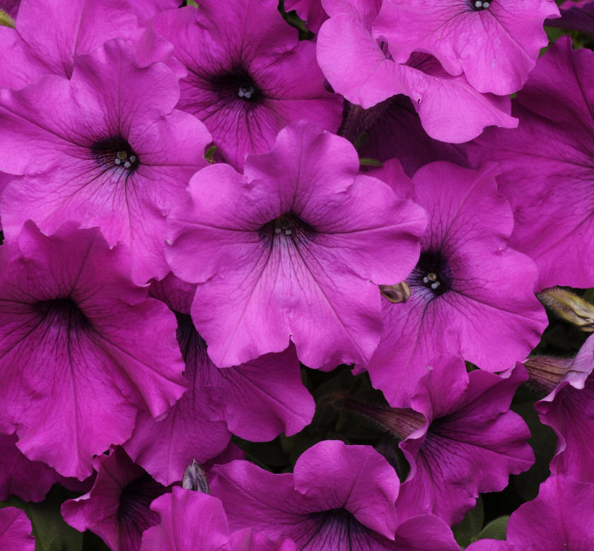 Easy Wave® Violet Wave Petunia Natorp's Online Plant Store